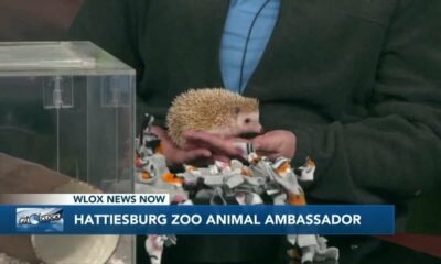 Hattiesburg Zoo welcomes four-toed hedgehogs to the 4 O'Clock Show