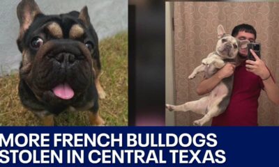 Several French Bulldogs stolen from Buda home | FOX 7 Austin