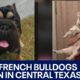 Several French Bulldogs stolen from Buda home | FOX 7 Austin