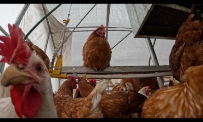 'It's a nightmare scenario': Poultry farmers try to keep up with record-high egg demand amid the thr