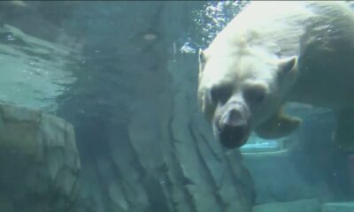 Saint Louis Zoo exchanges resident polar bear for twins