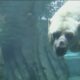 Saint Louis Zoo exchanges resident polar bear for twins