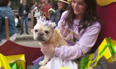 Professor Carl Nivale Parade Report: Elks, Barkus, Mardi Paws, and more