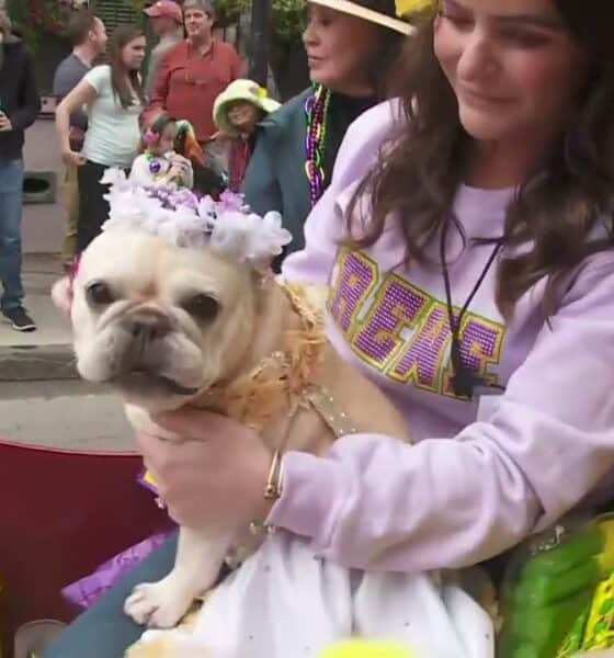 Professor Carl Nivale Parade Report: Elks, Barkus, Mardi Paws, and more