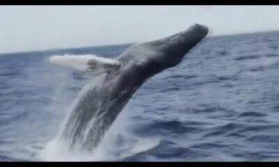 Great white shark, whales spotted off South Florida's coast