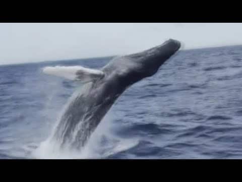 Great white shark, whales spotted off South Florida's coast