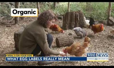 5 On Your Side: What do egg labels really mean?