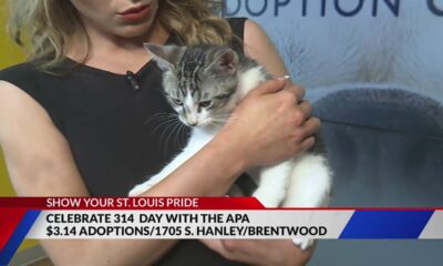 Adopt Mr. Ollie the cat from the APA