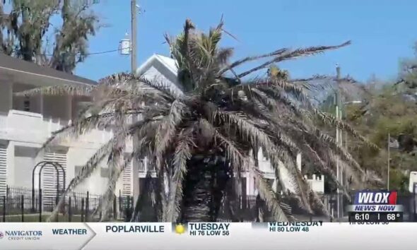 South Mississippi gardeners say dead palm trees could bounce back during warmer spring