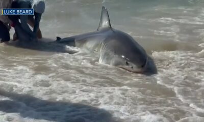 Rare catch of great white shark raises questions over state laws