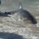 Rare catch of great white shark raises questions over state laws