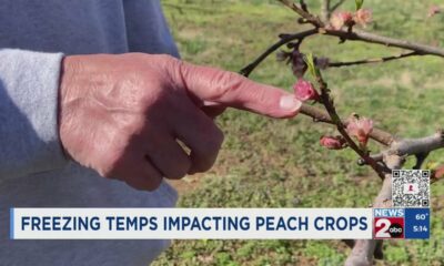 Freezing temperatures affecting TN peach crops