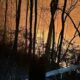 Carolinas wildfires compounded by downed trees from Helene | North Carolina