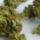 Marijuana high on committee agendas this week | Tennessee